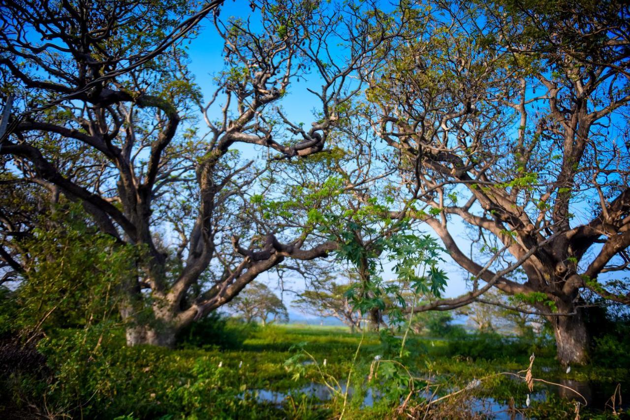 Tissa Rainbow Guest & Yala Hotel ทิซซามาฮารามา ภายนอก รูปภาพ